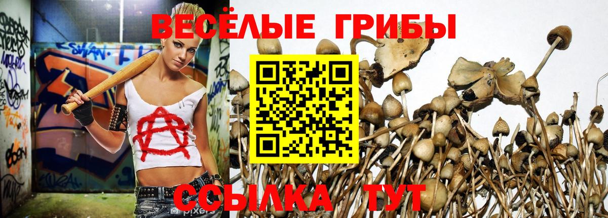 Галлюциногенные грибы Psilocybine cubensis Подольск